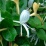 Lonicera japonica .jpg